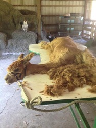Alpaca on a shearing table