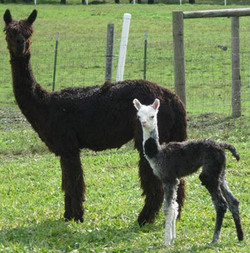 Caring for Alpacas